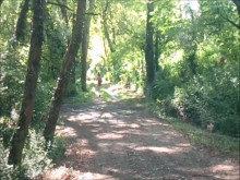 Aurelia colegiala perdida en el bosque