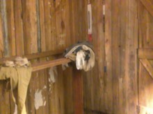 TRANS PAJARSE MUCHO CORRIDA